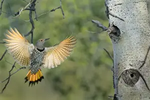 Canada, British Columbia. Adult female Northern Flicker (Colaptes auratus) flies