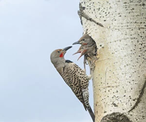 Canada, British Columbia. Adult male Northern Flicker (Colaptes auratus) at nesthole
