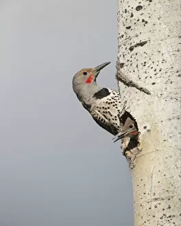 British Columbia Gallery: Canada, British Columbia. Adult male Northern Flicker (Colaptes auratus) at nesthole