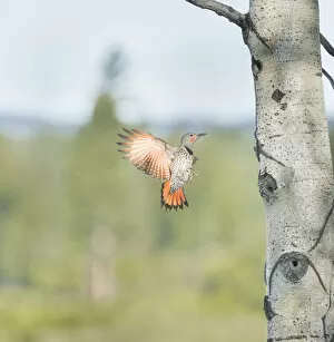 British Columbia Gallery: Canada, British Columbia. Adult male Northern Flicker (Colaptes auratus) flies to