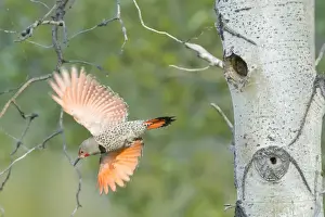 British Columbia Prints: Canada, British Columbia. Adult male Northern Flicker (Colaptes auratus) flies