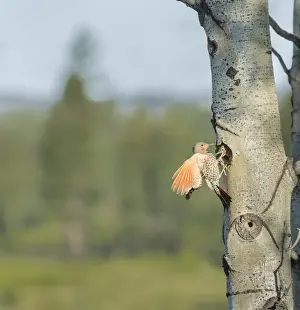 Canada, British Columbia. Adult male Northern Flicker (Colaptes auratus) flies to