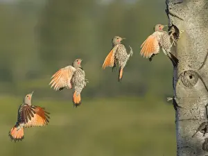Canada, British Columbia. Adult male Northern Flicker (Colaptes auratus) flies to