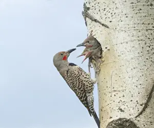 Nest Hole Prints: Canada, British Columbia. Adult male Northern Flicker (Colaptes auratus) at nesthole