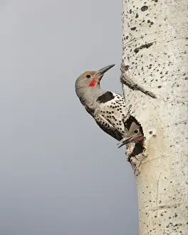British Columbia Prints: Canada, British Columbia. Adult male Northern Flicker (Colaptes auratus) at nesthole