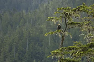 Canada, British Columbia. A Bald Eagle (Haliaeetus leucocephalus