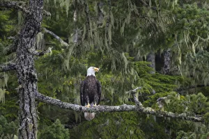 Images Dated 23rd July 2020: Canada, British Columbia. A Bald Eagle (Haliaeetus leucocephalus