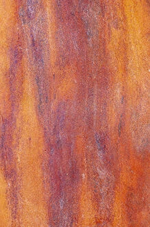 Canada, British Columbia. Bark detail of madrone tree smooth bark