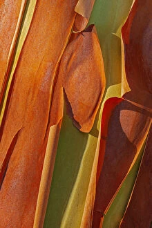 Canada Collection: Canada, British Columbia. Bark detail of madrone tree bark peels