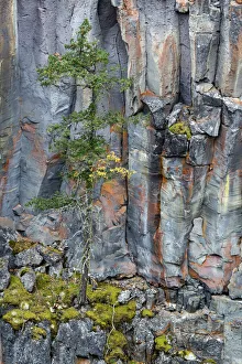 Basalt Column Prints: Canada, British Columbia. Basalt cliff with vegetation at Helmcken Falls