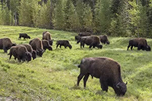 Canada, British Columbia. Bison grazing on grass