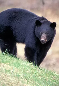 Canada, British Columbia, Black Bear (Ursus americanus) feeds on spring grass shoots