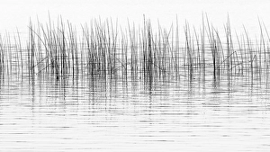 Reed Prints: Canada, British Columbia. Black and white of reeds reflect in Lac Le Jeune