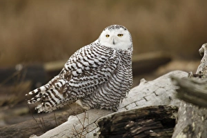 Rick A Brown Prints: Canada, British Columbia, Boundary Bay, Snowy Owl (Nyctea scandiaca)