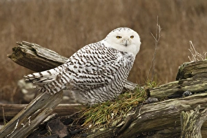 Images Dated 2nd February 2012: Canada, British Columbia, Boundary Bay, Snowy Owl (Nyctea scandiaca)