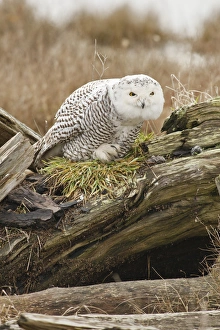 Images Dated 2nd February 2012: Canada, British Columbia, Boundary Bay, Snowy Owl (Nyctea scandiaca) preening