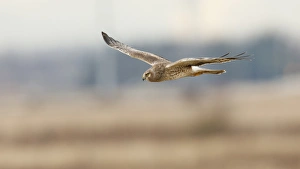 Canada, British Columbia, Boundary Bay, young male Northern Harrier (Circus cyaneus)