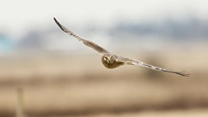 Images Dated 2nd February 2012: Canada, British Columbia, Boundary Bay, young male Northern Harrier (Circus cyaneus)