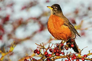 Berry Prints: Canada, British Columbia, Boundary Bay, American robin, winter berry feast