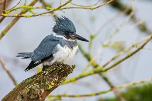Prints of Canada, British Columbia, Boundary Bay, belted kingfisher, winter fishing Images Dated 2022 December: Canada, British Columbia, Boundary Bay, belted kingfisher, winter fishing