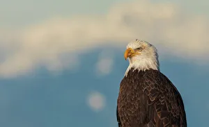 Prints of Canada, British Columbia, Boundary Bay, bald eagle, winter portrait Images Dated 2022 December: Canada, British Columbia, Boundary Bay, bald eagle, winter portrait