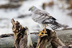 Raptor Prints: Canada, British Columbia, Boundary Bay, Northern harrier (male)