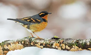 Thrush Prints: Canada, British Columbia, Boundary Bay, varied thrush, winter habitat