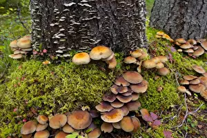 Images Dated 23rd September 2010: Canada, British Columbia, Bowron Lakes Provincial Park. Forest floor mushrooms (Hypholoma)