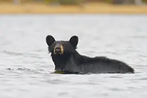 Images Dated 23rd September 2010: Canada, British Columbia, Bowron Lakes Provincial Park. Black bear (Ursus Americanus)