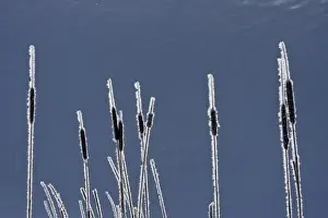 Images Dated 23rd February 2008: Canada, British Columbia. Bulrushes coated with hoar frost with snow in background