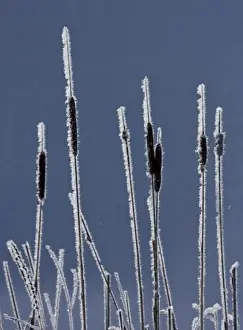 Images Dated 23rd February 2008: Canada, British Columbia. Bulrushes coated with hoar frost with snow in background