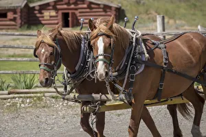 Images Dated 17th June 2016: Canada, British Columbia, Cache Creek. Horses pulling stagecoach