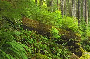 Images Dated 16th May 2005: Canada, British Columbia, Carmanah-Walbran Provincial Park