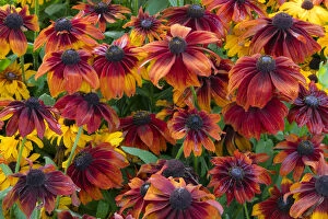 British Columbia Collection: Canada, British Columbia, Chetwynd. Close-up of rudbeckia flowers