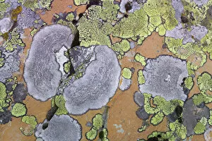 Images Dated 5th August 2006: Canada, British Columbia. Close-up of lichen on rock