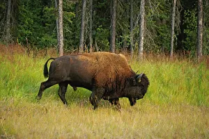 Images Dated 6th November 2020: Canada, British Columbia, Coal River. Wood bison close-up