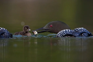 Canada, British Columbia, Common Loon, breeding plumage, adult, chick, feeding