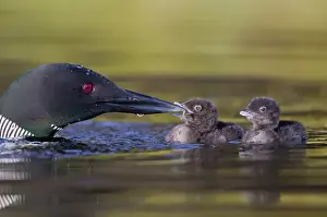 Images Dated 13th June 2010: Canada, British Columbia. Common Loon (Gavia Immer) adult feeds aquatic insect to chick
