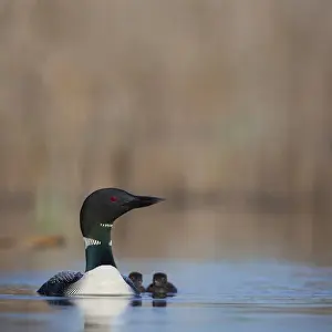 Images Dated 13th June 2010: Canada, British Columbia. Common Loon (Gavia Immer) adult female and two-day old