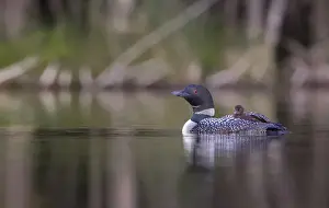 Images Dated 26th June 2014: Canada, British Columbia. A Common Loon (Gavia Immer) chick takes a ride aboard a