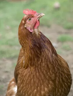 Canada, British Columbia, Cowichan Valley. Close up photo of a hen