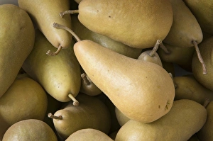 Images Dated 16th November 2008: Canada, British Columbia, Cowichan Valley. Close up of harvested pears