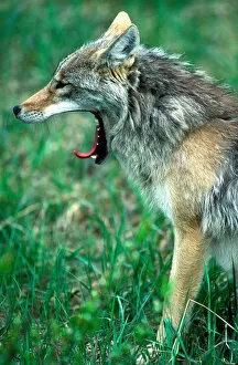 Canada, British Columbia, Coyote (Canis latrans) yawns in alpine meadow in Mount