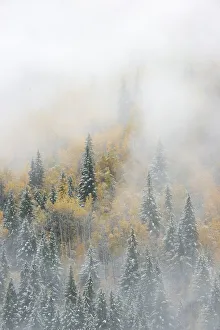 Painterly Prints: Canada, British Columbia. Early morning fog in a mixed tree forest