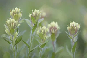 Images Dated 2017 August: Canada, British Columbia, East Kootenay Mountains. Indian paintbrush scenic. Credit as