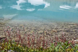 Images Dated 2017 August: Canada, British Columbia, East Kootenay Mountains. Redstem saxifrage on lake shore