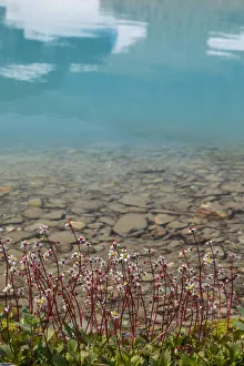 Images Dated 2017 August: Canada, British Columbia, East Kootenay Mountains. Redstem saxifrage on lake shore