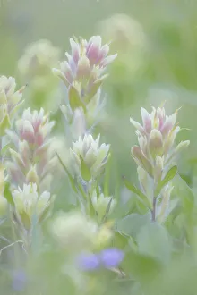 Images Dated 2017 August: Canada, British Columbia, East Kootenay Mountains. Indian paintbrush flowers. Credit as