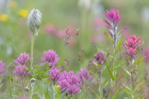 Images Dated 2017 August: Canada, British Columbia, East Kootenay Mountains. Indian paintbrush flowers. Credit as