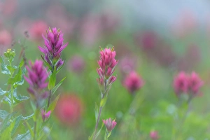 Castilleja Prints: Canada, British Columbia, East Kootenay Mountains